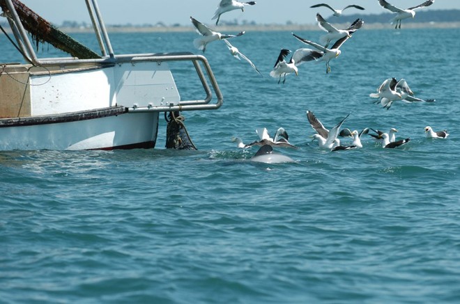 Trawler hauling and  Hectors © Liz Slooten, Otago University http://www.otago.ac.nz/